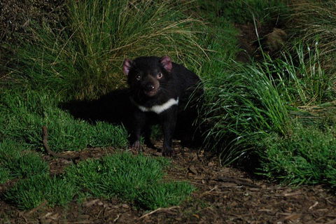 After Dark Tasmanian Devil Feeding Tour At Cradle Mountain - Sunshine Coast Tourism 4