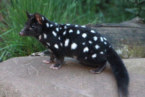 After Dark Tasmanian Devil Feeding Tour At Cradle Mountain - Sunshine Coast Tourism 5