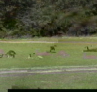 Yanchep  Lancelin - Wildlife Cave And Sands - Sunshine Coast Tourism
