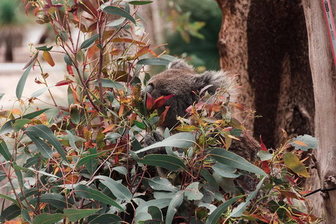 Yanchep & Lancelin - Wildlife, Cave And Sands - Holiday Sunshine Coast 1