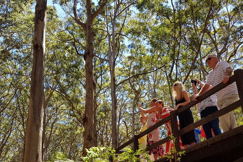 The All About Margaret River Tour: Wine, Coffee, Lunch And Forest - Sunshine Coast Tourism 3
