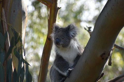 Healesville Sanctuary And Phillip Island Wildlife Bus Tour - Sunshine Coast Tourism 0