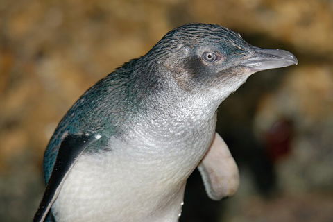 Healesville Sanctuary And Phillip Island Wildlife Bus Tour - Sunshine Coast Tourism 4