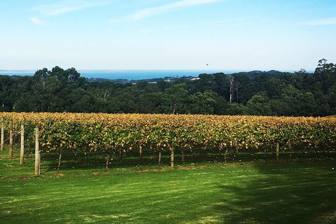 Yarra Valley Wine Tour Inc Lunch With A Glass Of Wine, Tastings And Chocolate - Holiday Sunshine Coast 2