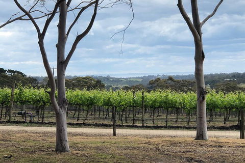 Yarra Valley Wine Tour Inc Lunch With A Glass Of Wine, Tastings And Chocolate - Holiday Sunshine Coast 3