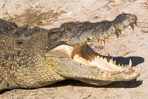 4-Day Cairns Ultimate Combo: Daintree Rainforest, Reef, Kuranda & Paronella Park