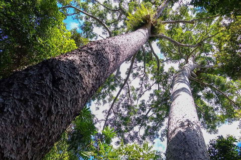 Paronella Park And Millaa Millaa Falls Full-day Tour From Cairns - Sunshine Coast Tourism 1