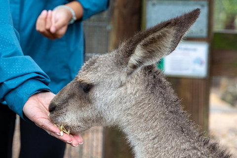 Private Blue Mountains Escape The Crowds SUV Tour - Sunshine Coast Tourism 2