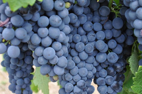 Barossa Valley Cellar Doors Luxury Wine Tour - Holiday Sunshine Coast 4