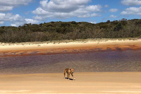 Pippies 3 Days 2 Nights Fraser Island Tour - Sunshine Coast Tourism 2