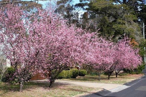 Blue Mountains - Holiday Sunshine Coast 1