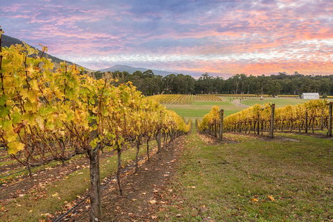 Yarra Valley Boutique Winery Tour From Melbourne - Sunshine Coast Tourism 3