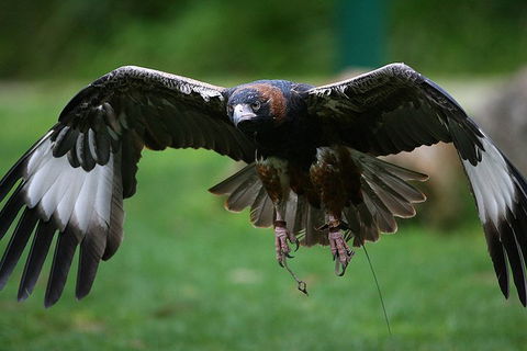 Yarra Valley Wildlife & Wine Day Tour From Melbourne With Healesville Sanctuary - Holiday Sunshine Coast 1