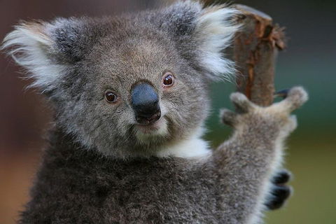 Yarra Valley Wildlife & Wine Day Tour From Melbourne With Healesville Sanctuary - Holiday Sunshine Coast 2