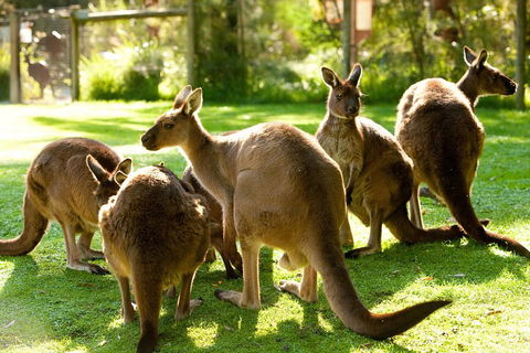 Yarra Valley Wildlife & Wine Day Tour From Melbourne With Healesville Sanctuary - Holiday Sunshine Coast 4