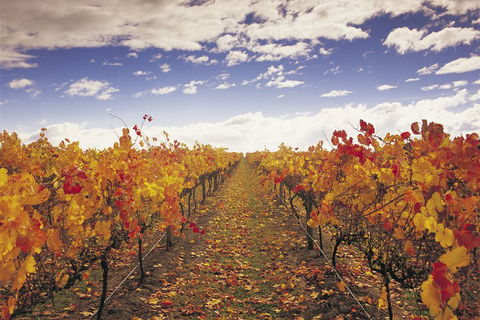 Yarra Valley Wildlife & Wine Day Tour From Melbourne With Healesville Sanctuary - Holiday Sunshine Coast 5