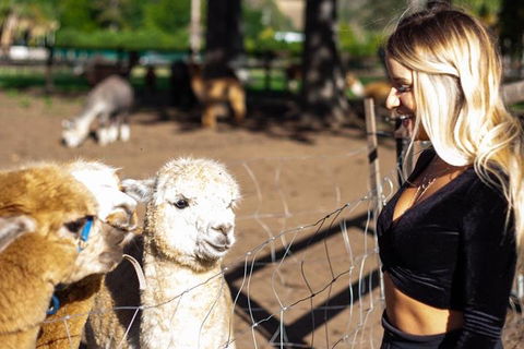 O'Reilly's & Lamington National Park Incl. Alpaca Farm + Vineyard - Sunshine Coast Tourism 3