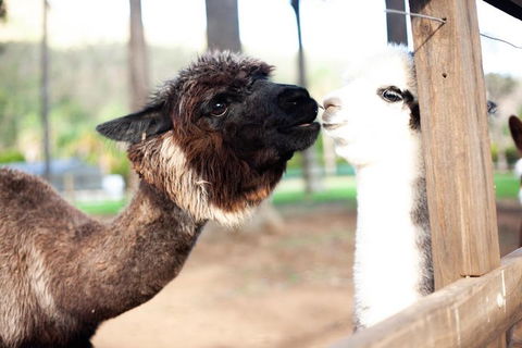 O'Reilly's & Lamington National Park Incl. Alpaca Farm + Vineyard - Sunshine Coast Tourism 4