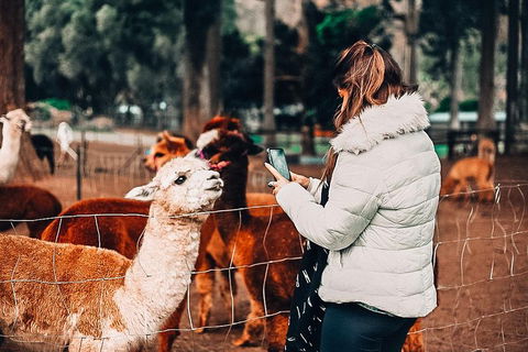 O'Reilly's & Lamington National Park Incl. Alpaca Farm + Vineyard - Sunshine Coast Tourism 5