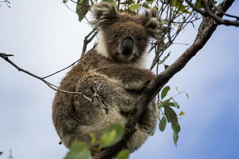 Phillip Island And French Island Wildlife Expedition - Sunshine Coast Tourism 3
