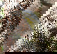 Byron Bay Combo Minyon Falls and Hinterland Day Trip and Learn to Surf at Byron Bay - Holiday Sunshine Coast