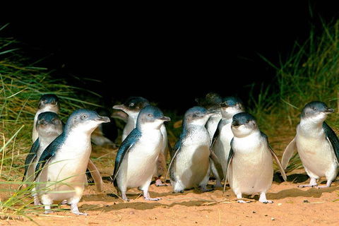 Phillip Island Penguins Private Tour - Sunshine Coast Tourism 0
