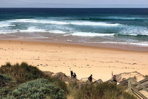 Phillip Island Penguins Private Tour - Sunshine Coast Tourism 4