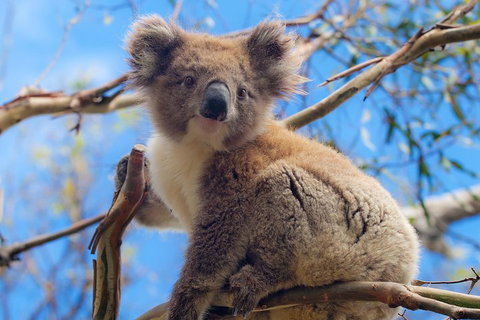 Private Phillip Island Tour - Sunshine Coast Tourism 2