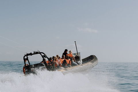 Adventure Whale Watching Tour Mooloolaba - Holiday Sunshine Coast 0
