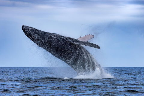 Adventure Whale Watching Tour Mooloolaba - Holiday Sunshine Coast 2