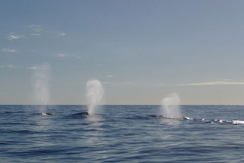 Adventure Whale Watching Tour Mooloolaba - Holiday Sunshine Coast 3