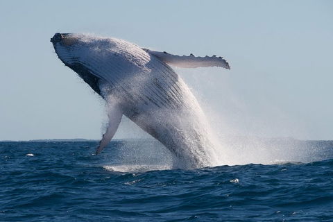 Adventure Whale Watching Tour Mooloolaba - Holiday Sunshine Coast 5