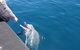 Noosa Wild Dolphin Safari - thumb 0