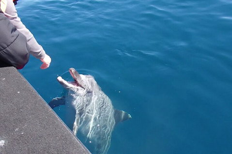 Noosa Wild Dolphin Safari - Holiday Sunshine Coast 0