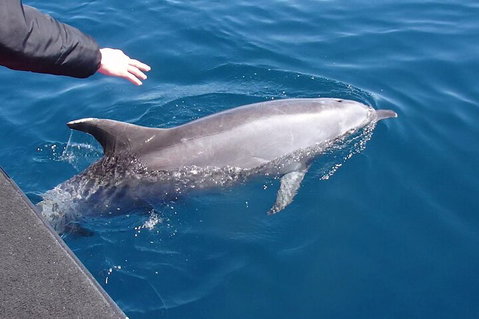 Noosa Wild Dolphin Safari - Holiday Sunshine Coast 2