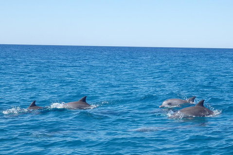 Noosa Wild Dolphin Safari - Holiday Sunshine Coast 5