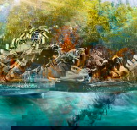 Croc Express to Australia Zoo from Brisbane - Sunshine Coast Tourism