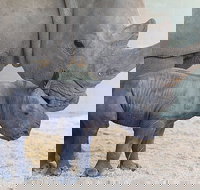 Croc Express to Australia Zoo from Gold Coast - Holiday Sunshine Coast