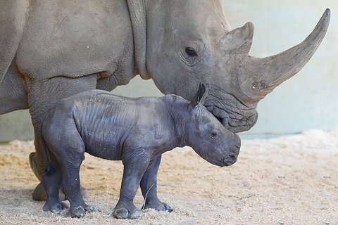 Croc Express To Australia Zoo From Gold Coast - Holiday Sunshine Coast 0
