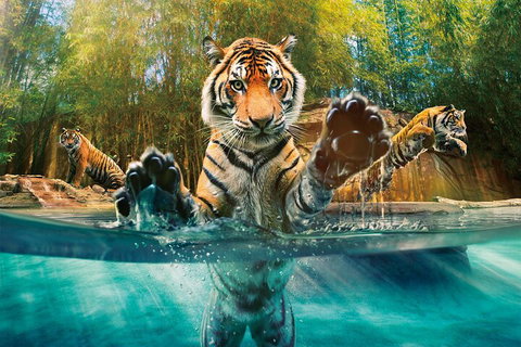 Croc Express To Australia Zoo From Gold Coast - Holiday Sunshine Coast 3