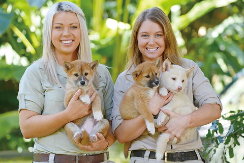 Croc Express To Australia Zoo From Gold Coast - Holiday Sunshine Coast 4