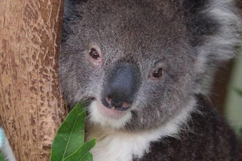 All Inclusive Blue Mountains Small-Group Day Trip From Sydney - Holiday Sunshine Coast 1