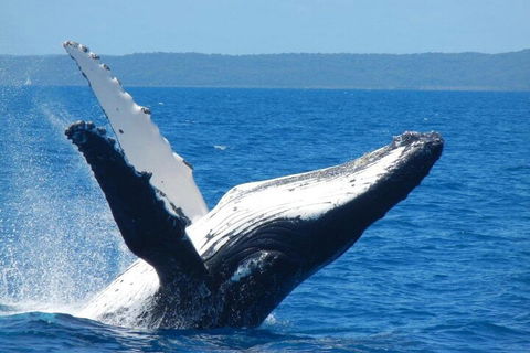 Mooloolaba Whale Watching Tour - Sunshine Coast Tourism 0