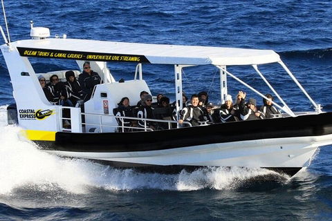 Mooloolaba Whale Watching Tour - Sunshine Coast Tourism 1