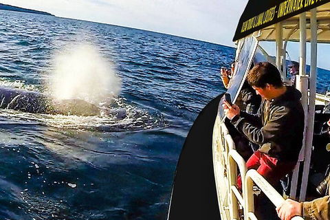 Mooloolaba Whale Watching Tour - Sunshine Coast Tourism 2