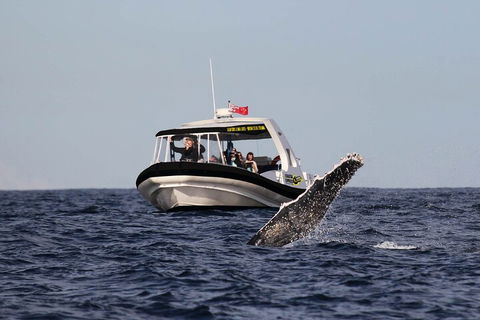 Mooloolaba Whale Watching Tour - Sunshine Coast Tourism 3