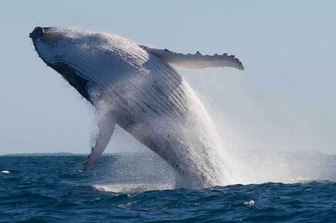 Mooloolaba Whale Watching Tour - Sunshine Coast Tourism 4