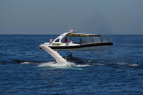 Mooloolaba Whale Watching Tour - Sunshine Coast Tourism 5