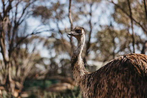 Wave Rock, York, Wildflowers, And Aboriginal Cultural Day Tour From Perth - Sunshine Coast Tourism 4