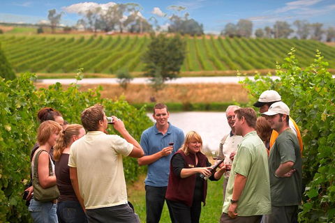 Yarra Valley Balloon Flight And Winery Tour - Sunshine Coast Tourism 4